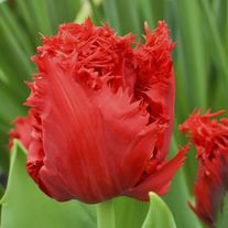 Тюльпан "Индиана"