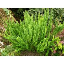 Барбарис "Тунберга" (Зеленолистный)