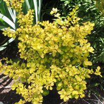 Барбарис тунберга (Aurea)