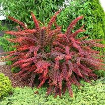 Барбарис "Тунберга"