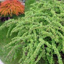 БАРБАРИС ТУНБЕРГА, ГРИН КАРПЕТ (2ЛЕТ)