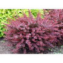 Барбарис "Тунберга" (Пурпурнолистный)