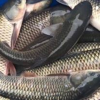 Рыба (Белый амур)