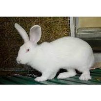Кролик Белый великан