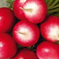 Редис "Белокрайка"