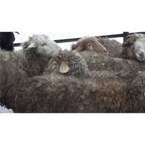 Овцы жирнохвосты