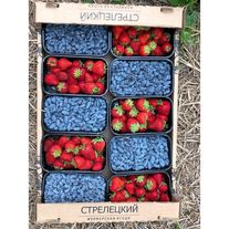 Жимолость свежая