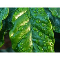 Биоприлипатели