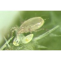 Энтомофаги  