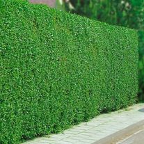 БИРЮЧИНА ОБЫКНОВЕННАЯ (2лет)