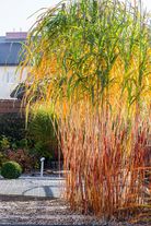 Мискантус гигантский Floridus С1 (1 литр)