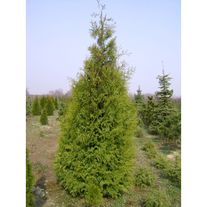 Туя западная "Брабант"