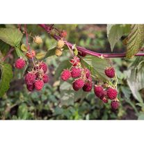 Малина ремонтантная, Брянское диво.