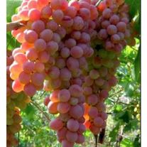 Виноград розовый мясистый