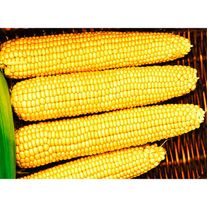 Кукуруза Мегатрон