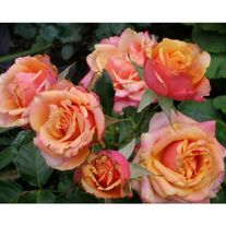 Роза Черри Бренди