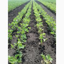 Соя "Самер 4", Элита