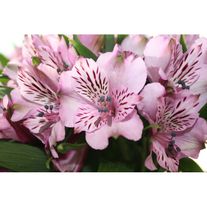 Альстромерия