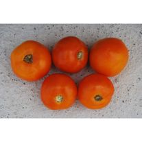 Томаты "Молдавский" ранний