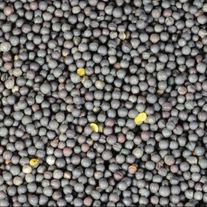 Рапс яровой