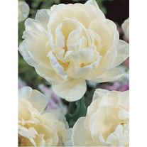 Цветы "Касабланка"