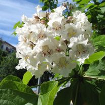 Катальпа бигнониевидная (ЗКС 3лет)