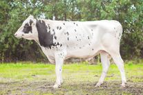 Семя быка Рон 1579