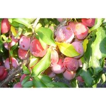 Слива "Шершневская"