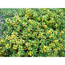 Тимьян "Лимонный"