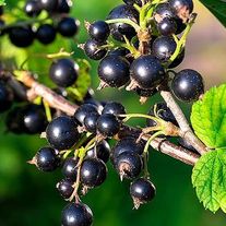 Черная смородина Гибридная