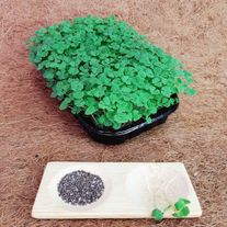 Микрозелень "Чиа"