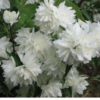 Чубушник лемуана, Снежная лавина (3лет)