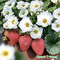 Семена Земляника крупноплодная F1 Саммер Бриз Сноу 3 штуки семян Русский Огород