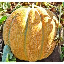 Дыня "Эфиопка"
