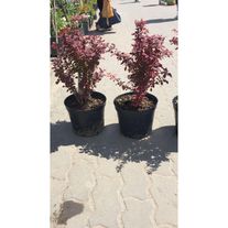 Декоративные кустарники