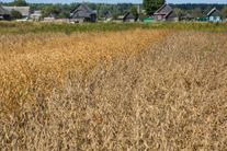 Семена сои Волма (РС 2)