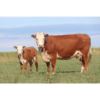 Корова Герефорд