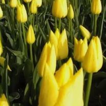 Тюльпан желтый Friendship