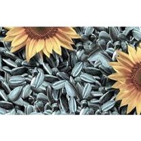 Подсолнечник СИ Авенжер (Круйзер)