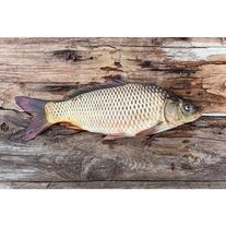 Рыба живая карп