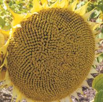 Семена подсолнечника "Атом (А - G)"