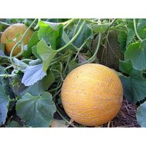 Дыня Астраханская