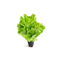 Салат зеленый