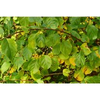 Древогубец круглолистный "Диана"