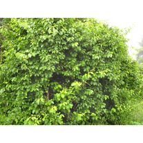 Древогубец круглолистный "Геркулес"