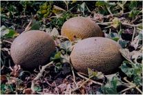 Дыня Славия