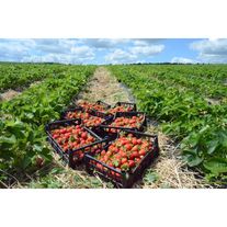 Земляника садовая (клубника)