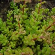 Седум (очиток) белый, мелкоцветковый (ЗКС)V1л