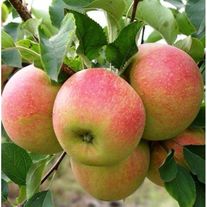 Яблоки, сорт Чемпион