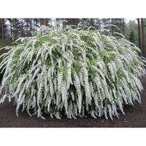 Спирея серая "Грефшейм"